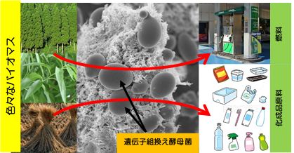 バイオマス表面に接着してバイオマス分解とエタノール発行を行うスーパー酵母菌">バイオマス表面に接着してバイオマス分解とエタノール発行を行うスーパー酵母菌