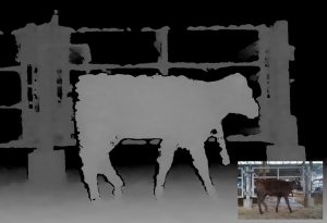 写真3：体重推定のための子牛の深度画像